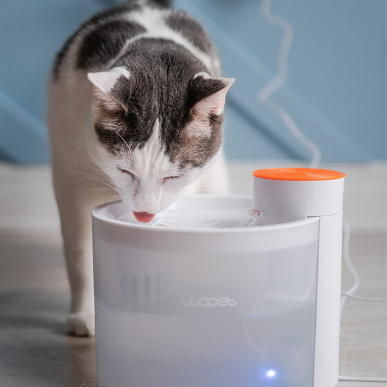 Pet19